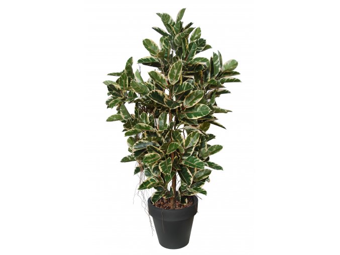 Ficus Elastica Boschetto 210 cm Variegated V1081003