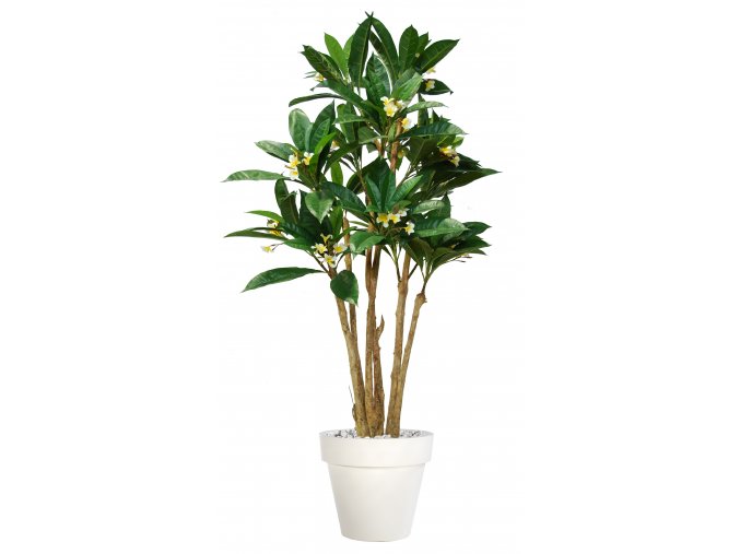 Plumeria Florida 240 cm Green Cream V1082002