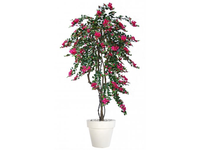 Bouganvillea Twisted Tree 240 cm Fuchsia V1066F05