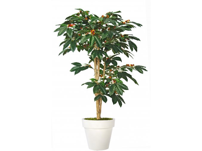 Coffee Florida Tree 150 cm Green V1077008