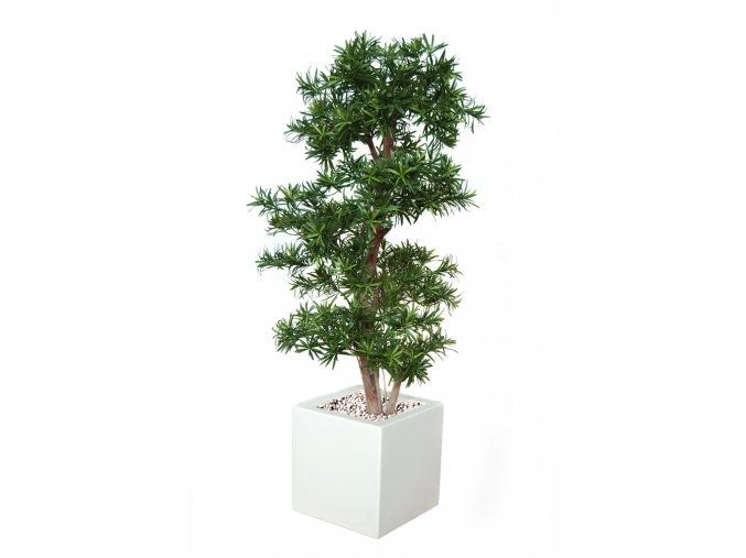 Podocarpus Multistep 150 cm Green V1060004