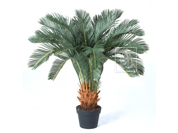 palma cycas 90cm