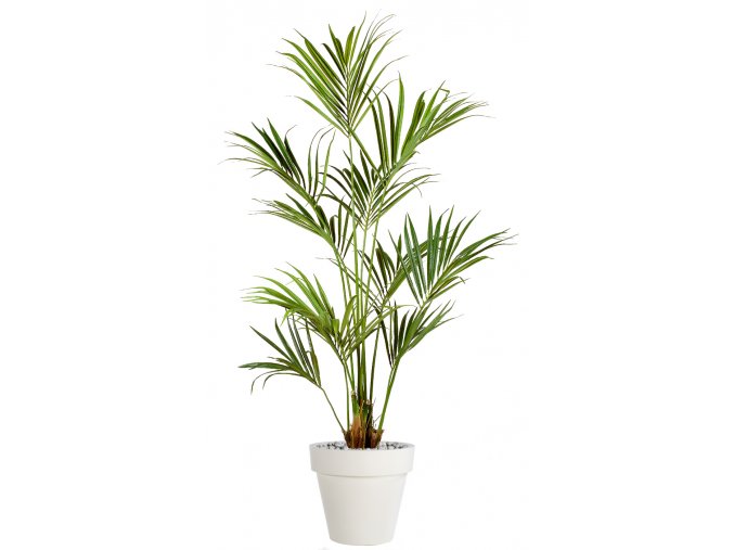 Kentia Palm 180 cm Green V4175GRN