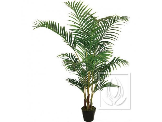 palma areca 140cm