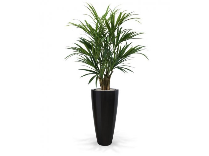 175114 kentia palm deluxe 140 kentucky 80 shiny black