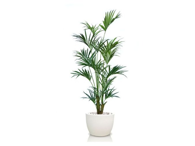 Kentia Palm 240 cm Green V4533GRN