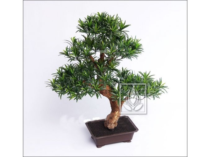 5239 umela bonsai podocarpus 80cm