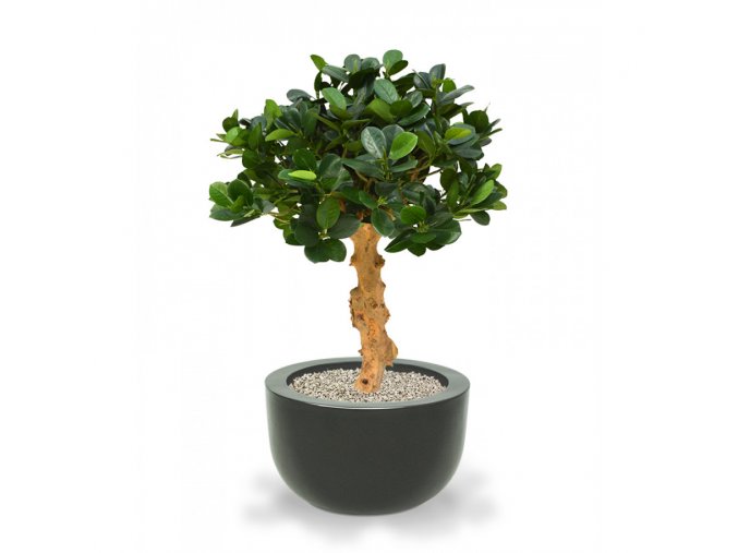 26913 umela bonsai panda 60cm