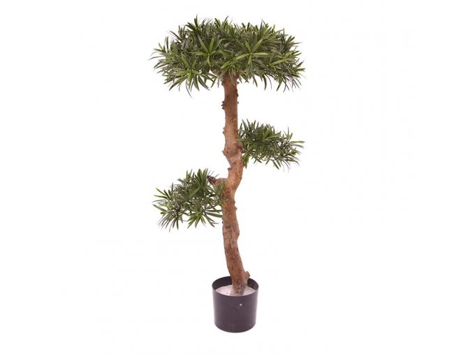 150411uv podocarpus bonsai 1