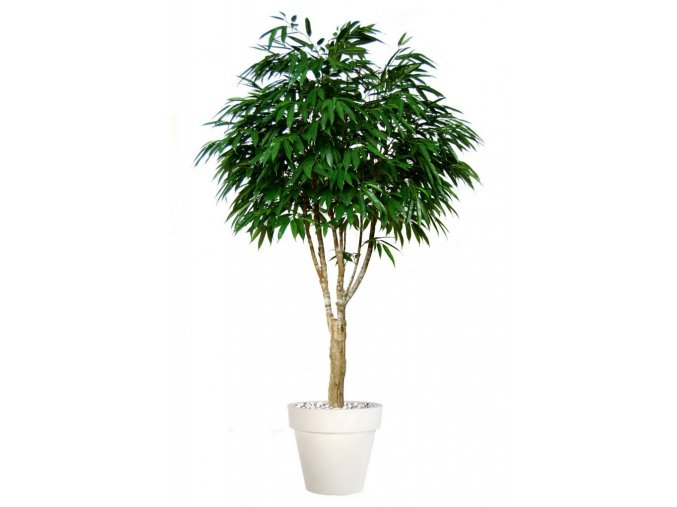 Umělý strom Longifolia Riviera (Varianta 200cm)