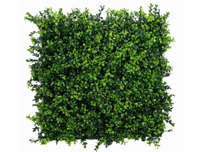 Buxus Japonicus Kunsthaag2 1