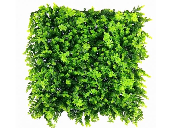 Buxus wild