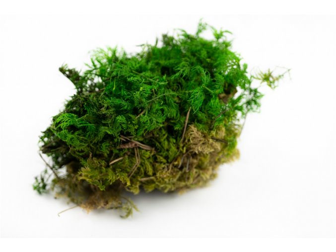 preserved fern moss 26c