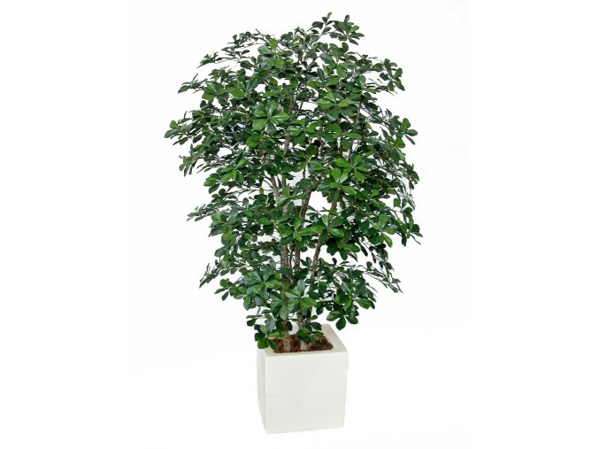 10831 umely strom buxifolia boschetto 180cm