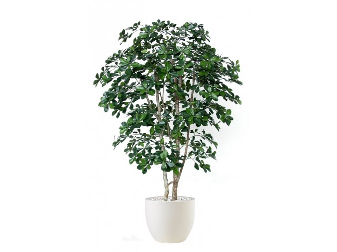 10843 umely strom buxifolia natural style 180cm