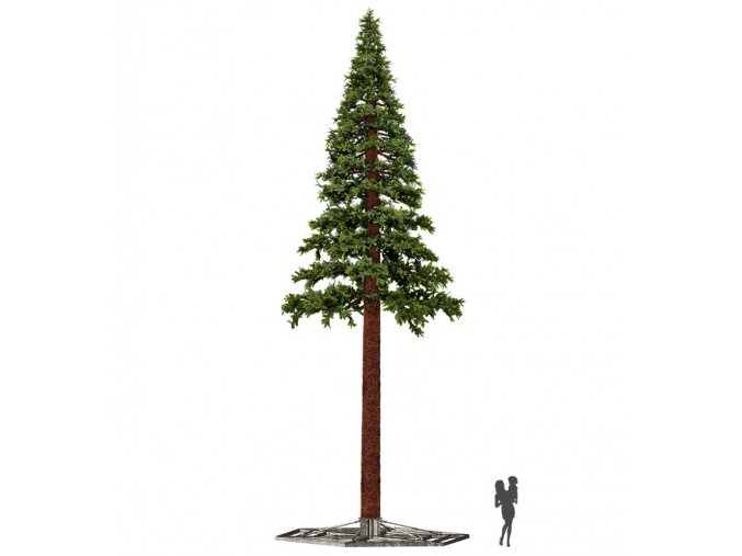 Pine Giant Tree