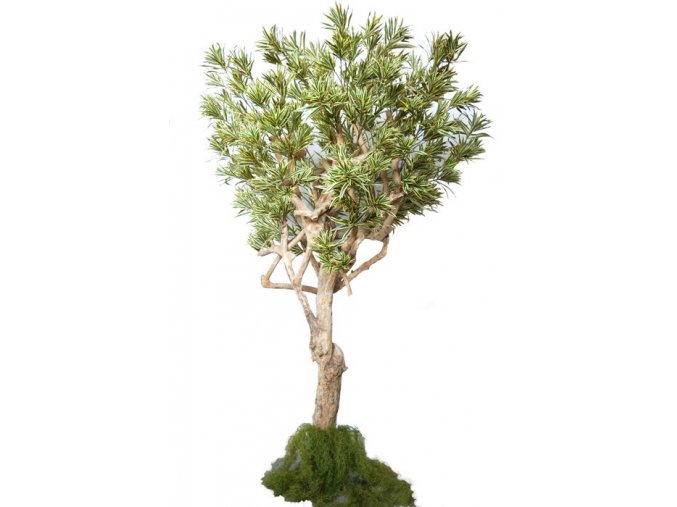 dracaena reflexa nidra lux 320 cm variegated 4009a34