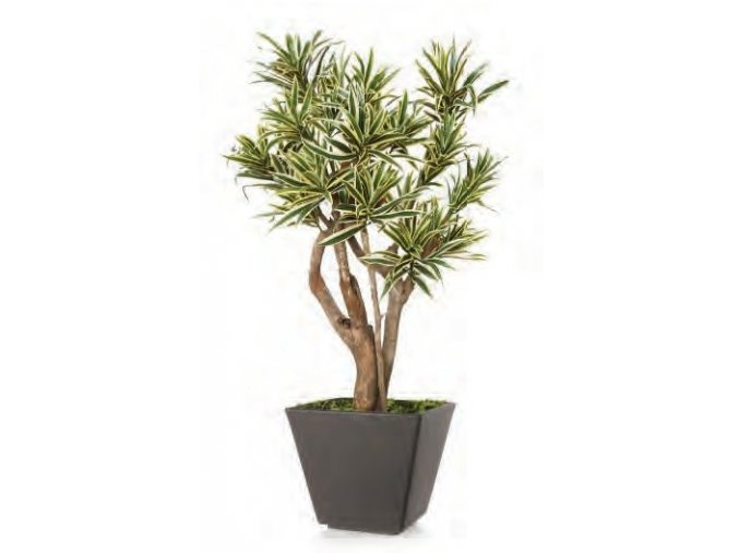 10879 umely strom dracaena reflexa robustina vario 90cm