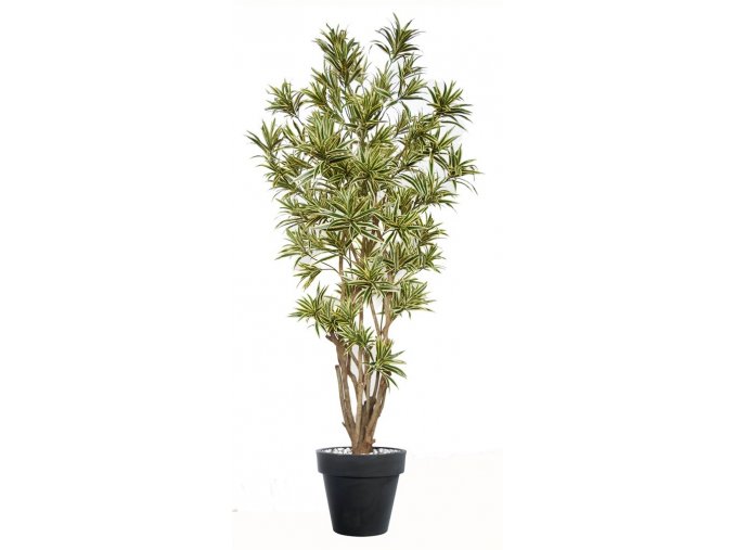 Umelý strom Dracaena Reflexa Malabar (výška 220cm (vario))