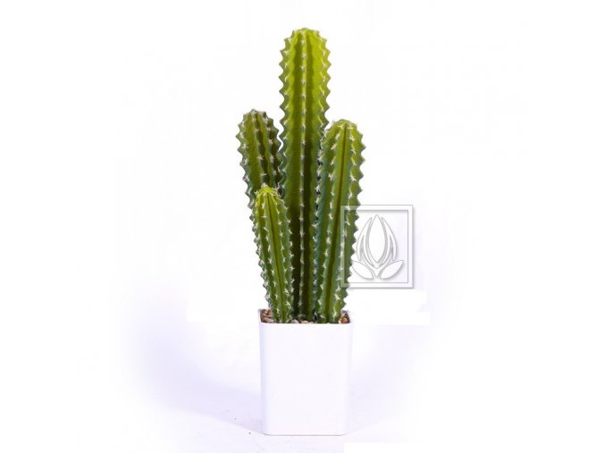 kaktus sloupovy 55cm