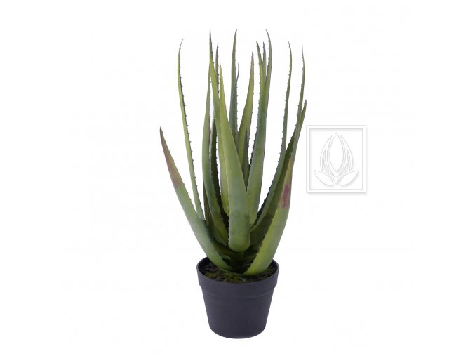 Aloe 65cm new