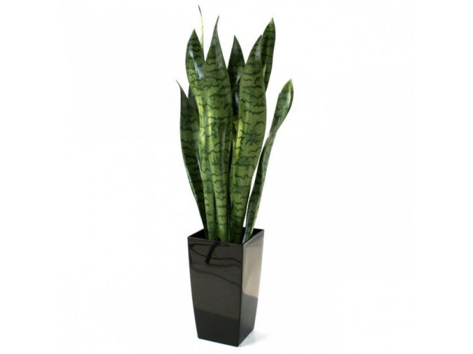 27147 sansevieria 70cm