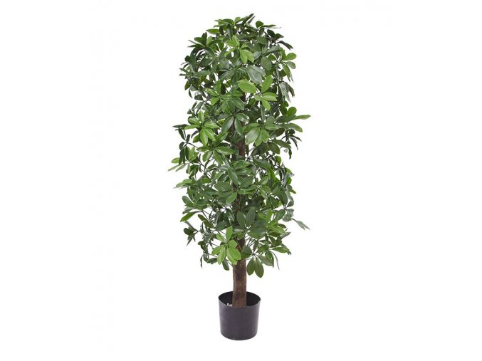 130212uv schefflera kolom 120