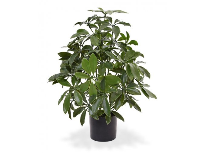 130105uv schefflera 50