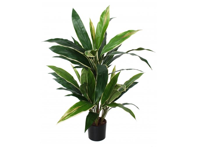 Cordyline Bush w pot 80 cm Green Yellow 5545GYE