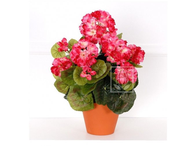 pelargonie 35cm zihana