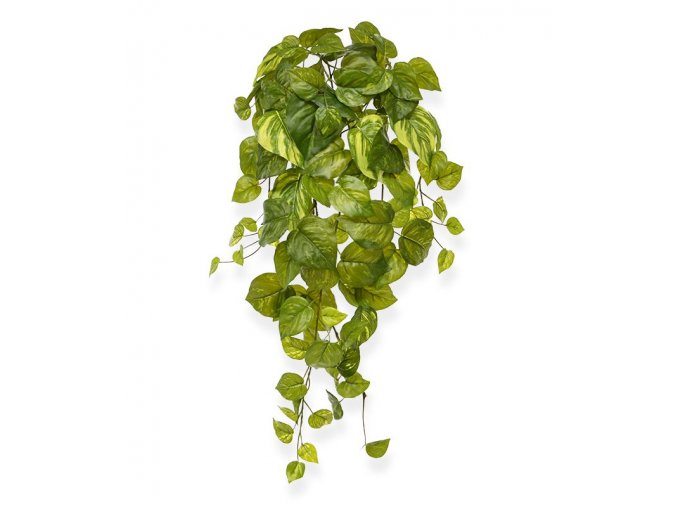 208305 pothos hanger 55 bont