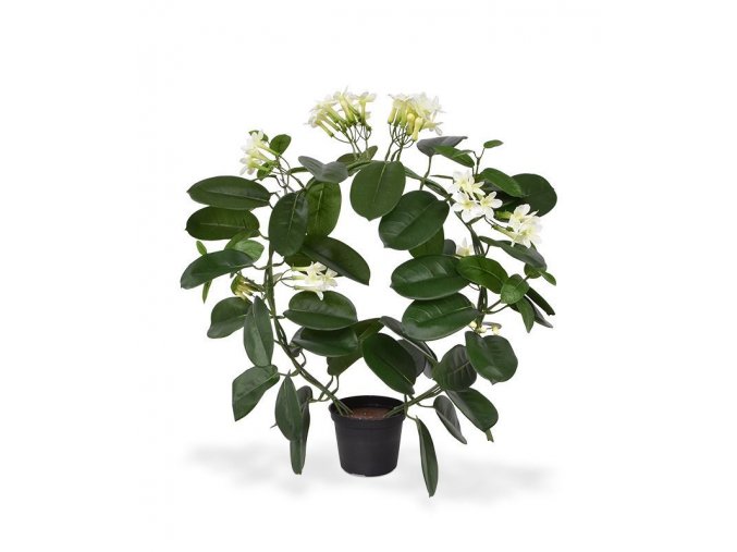 440104 stephanotis 40