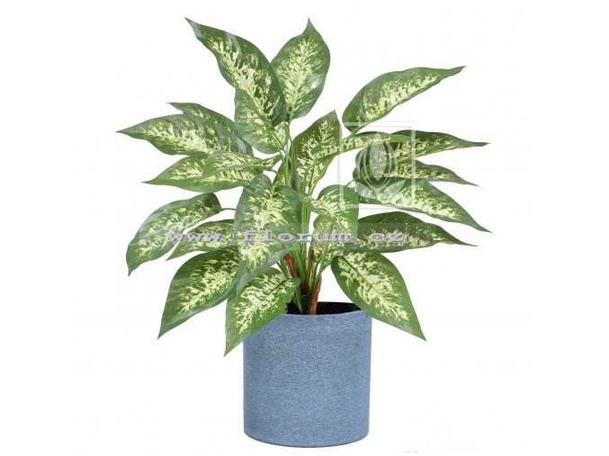 Dieffenbachia 45cm