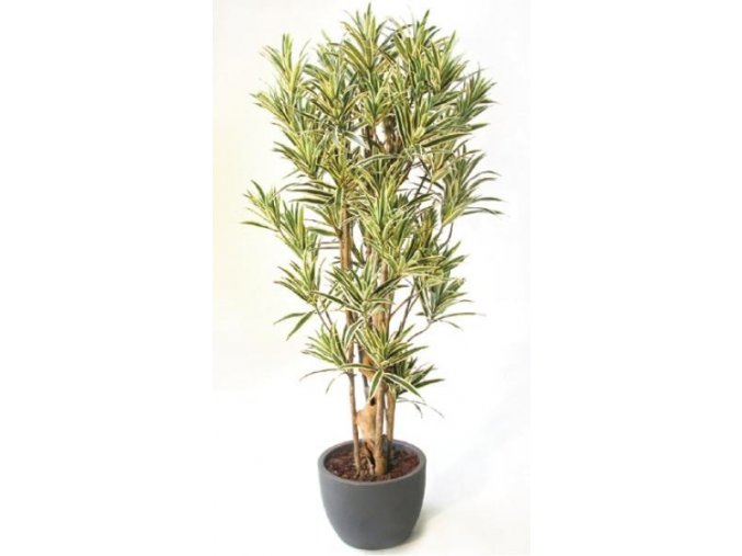 Umělý strom Dracaena Reflexa Boschetto (Varianta (220cm) zelená)