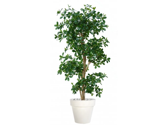 Buxifolia Multistep 180 cm Green V1095G25