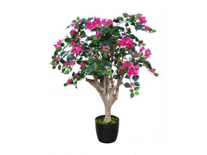 Bouganvillea robustina fuchsia 1066f01