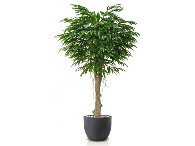 Longifolia Mini Riviera 220 cm Green V1089015