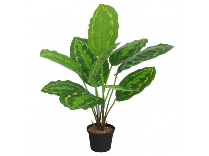 Calathea Plant w pot 45 cm Green Yellow 5644GYE