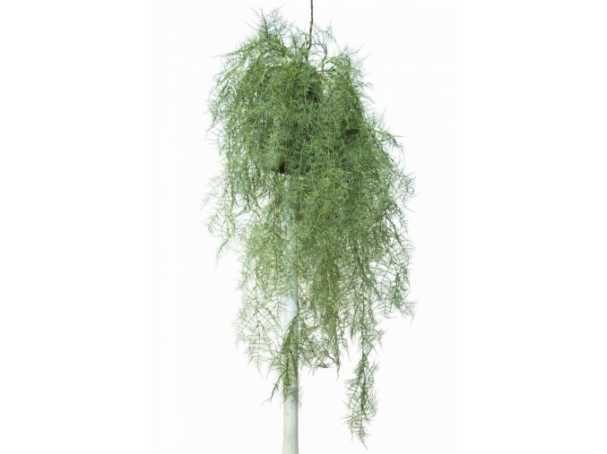 Hanging Sprengeri 110 cm Green 5616001