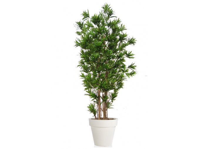 Dracaena Reflexa Multistep 260 cm Green V4008A13