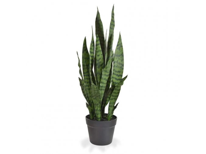 141107gr sanseveria 70 cm groen 1