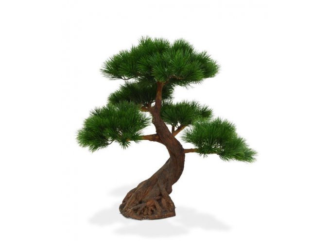151807 pinus bonsai deluxe 80 op voet