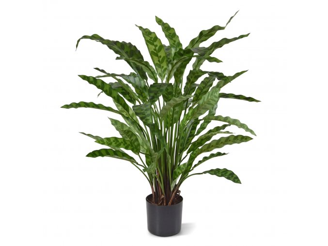 443606 Calathea Leopardina 60 1