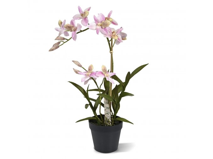 Spider Orchidee 50 roze 443405RS 1 2