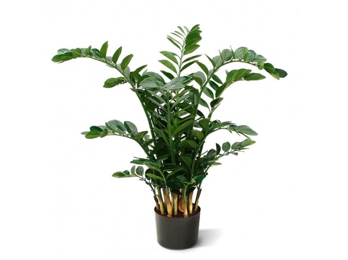 AnyConv.com zamioculcas xl 120 cm kunstplant 151412 1 2