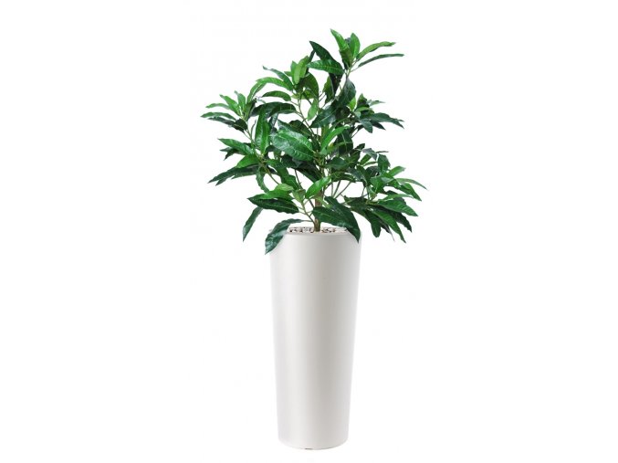 Mango Bush 130 cm Green V1069001