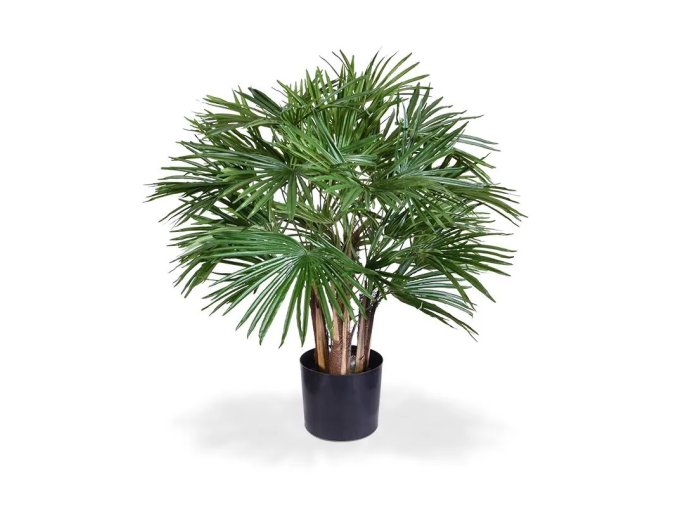 184906 fanpalm deluxe 70 4