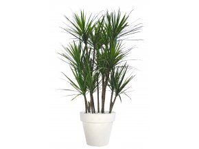 Dracaena Marginata Boschetto 190 cm Green Red V5547000