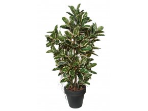 Ficus Elastica Boschetto 210 cm Variegated V1081003