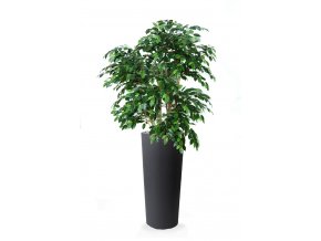 Ficus Exotica Lux 210 cm Green V1049024